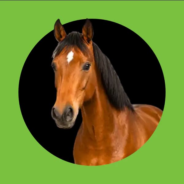 Koń