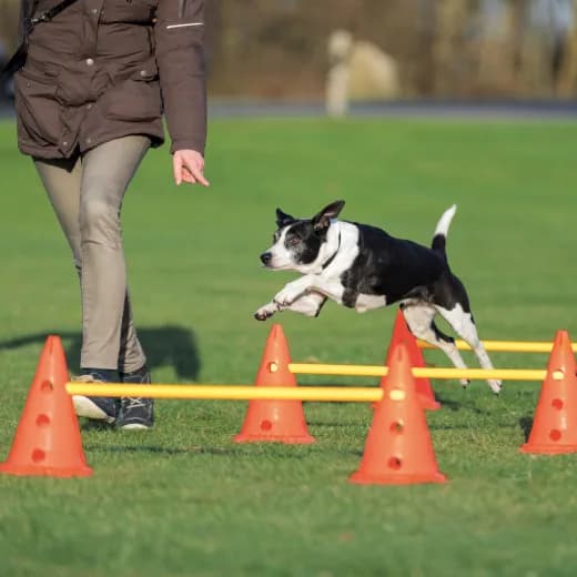 Trixie Tor przeszkód dla psa Dog Activity - różne warianty Wariant 1