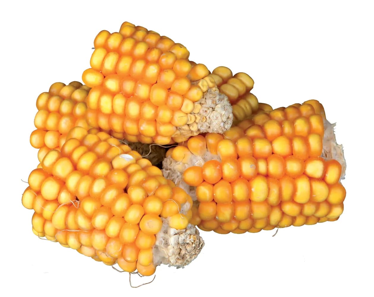 Trixie Kawałki kolb kukurydzy PURE NATURAL - 300 g
