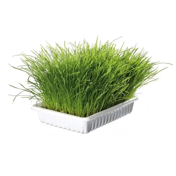 Miękka trawa dla kota w pojemniku - 100 g